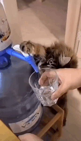 1733392340265830631_3c05db20_368x640.thumb.gif.55ca6bde20ed8ade48e941ff58bfb32e.gif