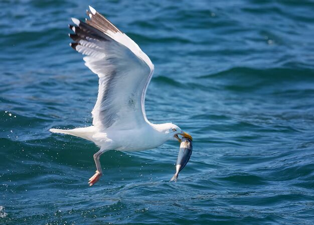 closeup-shot-seagull-flying-with-fish-daytime_124067-691.jpg.3eb9ac9c262c986ebb548ccfb9c10c9d.jpg