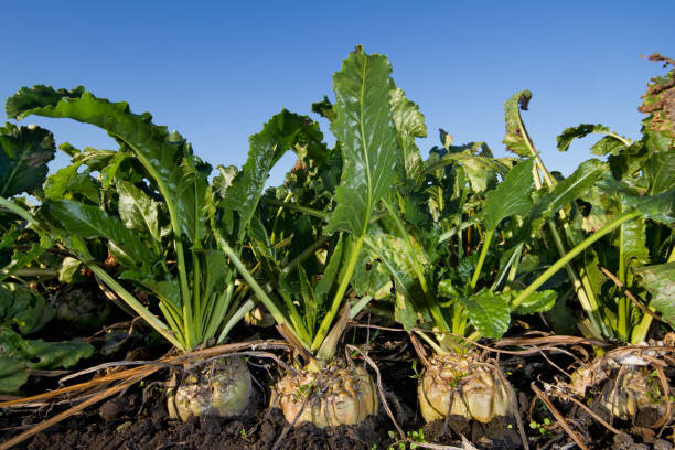 istockphoto-1189924791-612x612.jpg.16e3a25f222f32ff41a7919170869d32.jpg