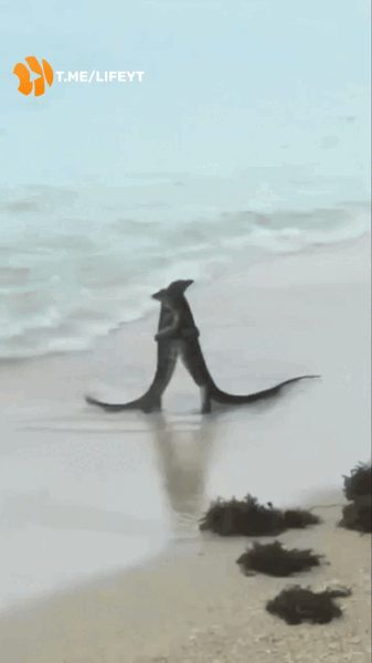 IMG_8902-ezgif.com-video-to-gif-converter.thumb.gif.4723c7d409d2459d248972f1d7458097.gif