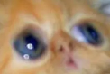 image.png.62ced71c7e8a32512c2ca8ca45dbb611.png