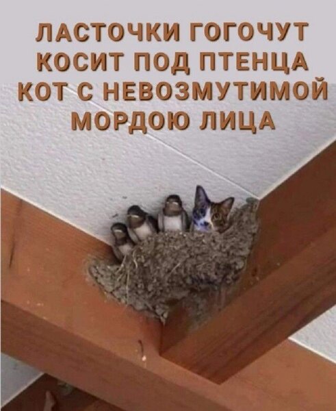 11D23980-6F98-4A3F-96E3-FE3CF56BF683.thumb.jpeg.4c694c7a52e966555f7a6504fdd0dbc2.jpeg