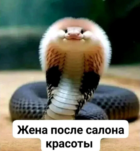 image.thumb.png.695f29d50fabc4803f2f3c1eef8656f7.png