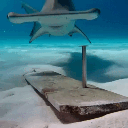 qu7fl7mv_s0f0d5m0_576x576.gif.b5ae76ae24432875dc5a6db214ac1bc8.gif
