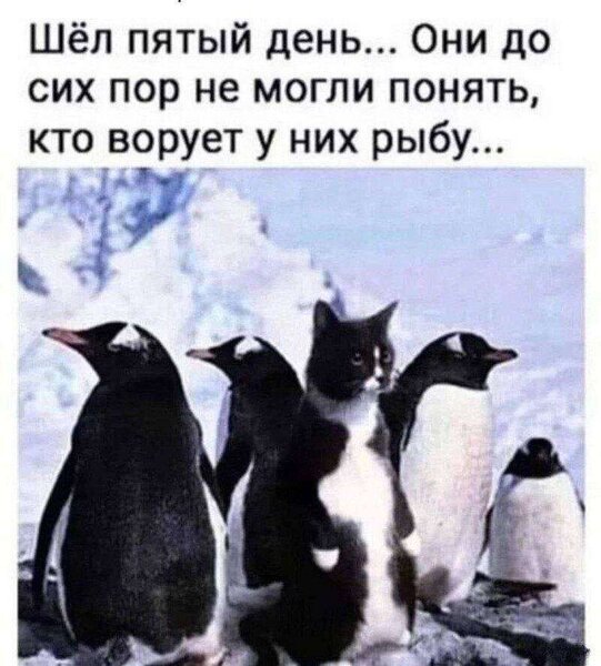 1756227241327.thumb.jpg.967762b86d349c99f7efebd3960fdbb9.jpg