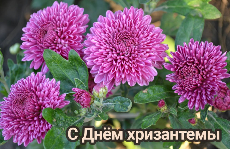 image.thumb.png.03441cc26b05ae9b345ca19aed1585c9.png