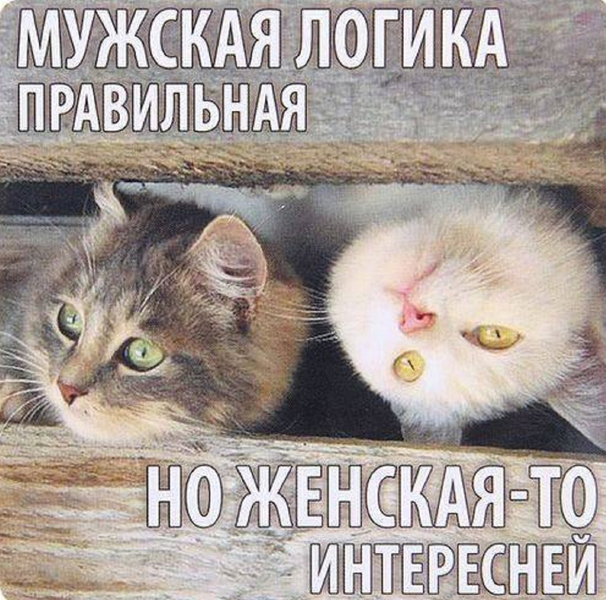 image.thumb.png.d6ca259f200e7c1a8f38f5177c958d05.png