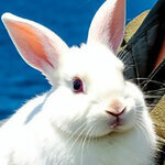 1977VelvetRabbit