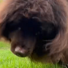 CANINE_DUMBWOOF