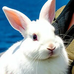 1977VelvetRabbit