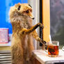 SVFoxx