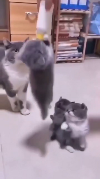 image.thumb.png.3d09226b71629e58b738ae6bad3e915c.png