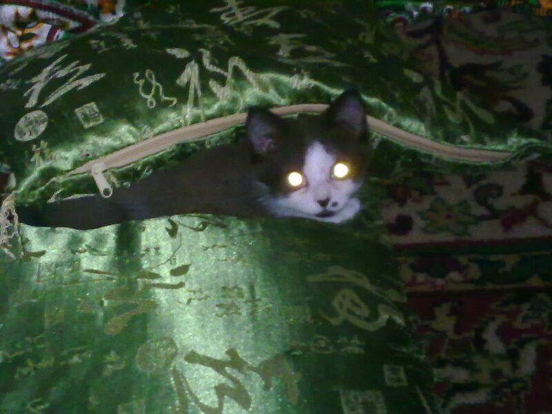 20062013230.thumb.jpg.e7f56b8de1471ea2683d906e4e28419d.jpg