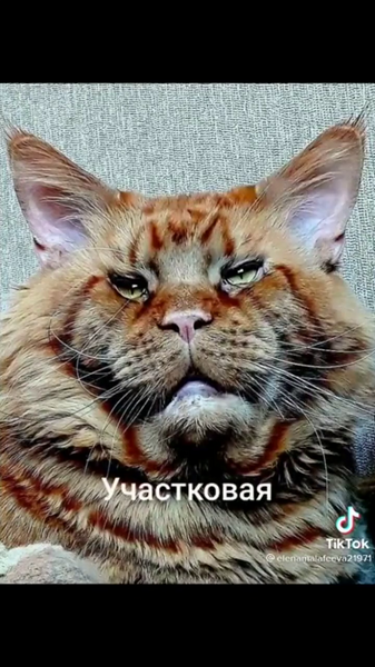 image.thumb.png.d5df02dcaec9c7a57fce2dad577db713.png