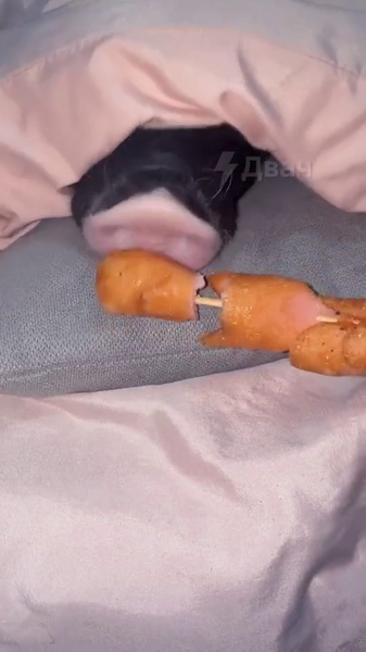 image.thumb.png.3377ffb4a96831527c2ce0136a5a0805.png