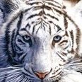 Tigris_Albus